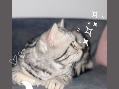-猫小院猫主题餐厅(南锣旗舰店)