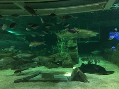 -悉尼海洋生物水族馆