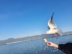 -海埂大坝