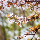 南京三月赏花地图