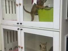 -青奢宠物·青奢猫舍