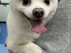 -顺强宠物诊所·狂犬免疫·夜诊·骨科(嘉定店)