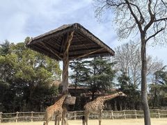 -上海野生动物园