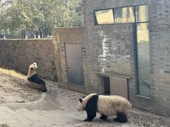 -都江堰中华大熊猫苑
