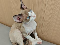 -瑞派·关忠动物医院·猫专科·犬专科(三环新城店)