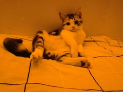 -翊宠yipet猫狗购宠庄园犬舍•猫舍