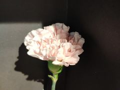 -婷意花宇TheGracesFloral(北外滩店)