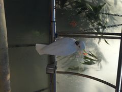 iphone_upload_pic-百鸟园