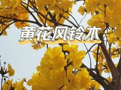 -天适樱花悠乐园