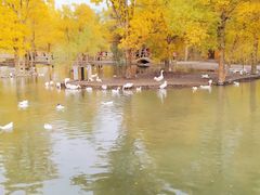 -金塔沙漠胡杨林景区