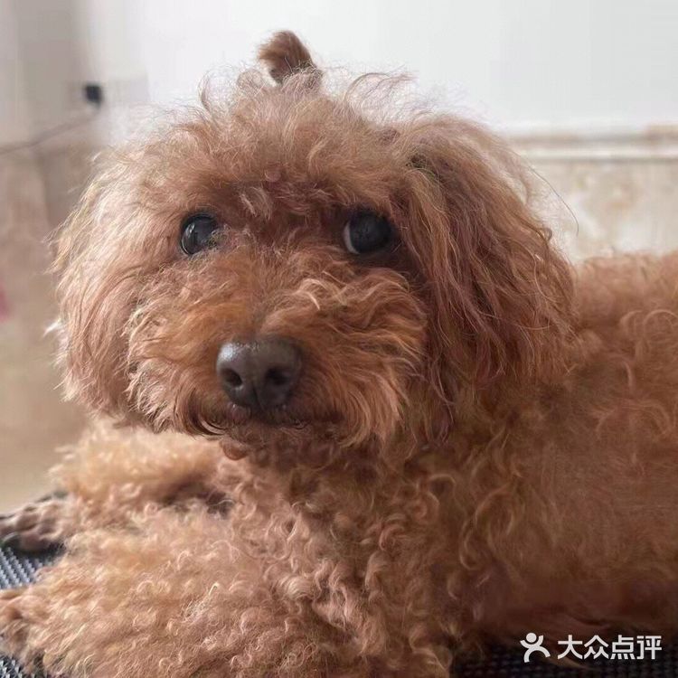 剪完毛发的毛孩子真的是越看越漂亮呢，爱了爱了！