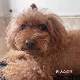剪完毛发的毛孩子真的是越看越漂亮呢，爱了爱了！