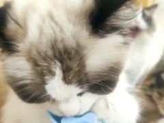 -鼓捣猫呢主题猫咖店