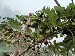 -武汉世外桃源农庄