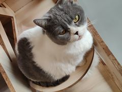 -豆逗聊愈猫阁Easy Life