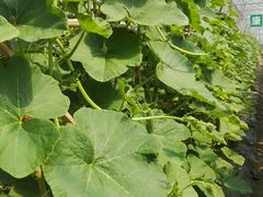 -上膳源有机农场