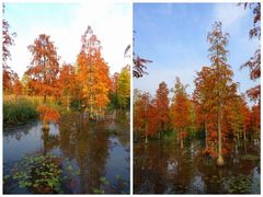 -池杉湖湿地公园