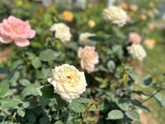 -人民公园(罗湖区)