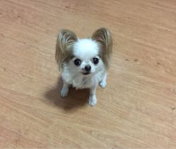 -染指坊日式美甲美睫设计中心