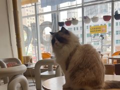-藏猫猫咖啡主题馆(中央大道店)