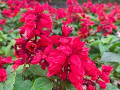 -文华公园(禅城区)