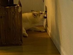 -Husky Go! 哈士奇体验馆·宠物咖啡厅狗咖