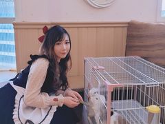 -猫猫幼稚园·撸猫·桌游·电玩