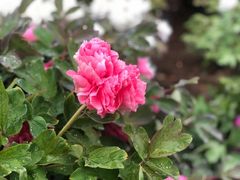 -曹州百花园