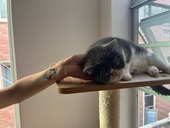 -是阿柴呀！柴犬咖啡·爱喵喵猫咖