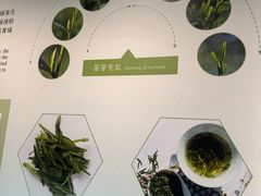 -中国茶叶博物馆(双峰馆区)