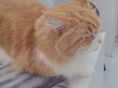 -喵园·猫主题咖啡厅·撸猫·猫咖(国贸店)