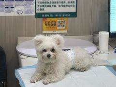 -佑安动物医院·全科·内窥镜中心(幸福巷店)