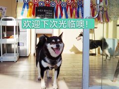 -柴犬高等学院·狗咖·柴犬售卖·宠物训练