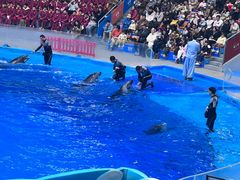 -海合安成都极地海洋公园