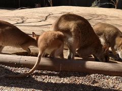 -费瑟代尔野生动物园