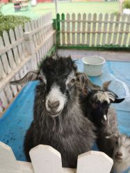 -萌宠亲子动物乐园(槐房万达店)