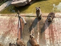 -泉州海丝野生动物世界