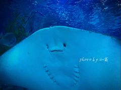 -芜湖新华联大白鲸海洋公园