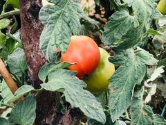 -庞各庄翠芳园西瓜蔬菜基地采摘园