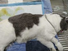 -瑞派康怡24h宠物医院·犬猫医疗中心·微创绝育(瑞景分院)