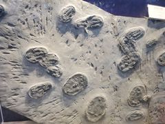 -辽宁古生物博物馆