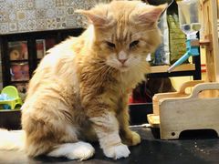 -more than meow吴止猫主题餐厅(承德 中船汇店)