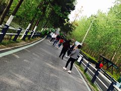 -合肥滨湖国家森林公园