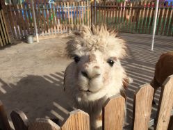 -萌宠亲子动物乐园(槐房万达店)