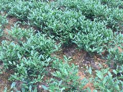 -春禾缘茶业(合生城邦四街坊店)