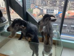 -怪兽屋·羊驼·猫咖·狗咖(俊华广场店)