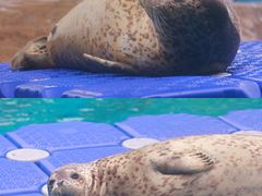 -海合安成都极地海洋公园