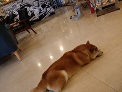 -喜柴咖啡·柴犬狗咖