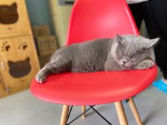 -柚子猫舍·精品猫舍购猫·猫咪认养·购宠·宠物店