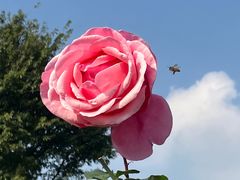 -香蜜公园
